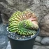 Kép 7/8 - Gymno Spineless