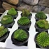 Kép 1/8 - Gymno Spineless