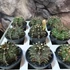 Kép 4/11 - Gymnocactus 'T-Rex Hybrid'