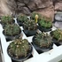 Kép 1/11 - Gymnocactus 'T-Rex Hybrid'
