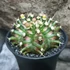 Kép 2/11 - Gymnocactus 'T-Rex Hybrid'