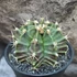 Kép 7/11 - Gymnocactus 'T-Rex Hybrid'