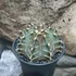 Kép 9/11 - Gymnocactus 'T-Rex Hybrid'