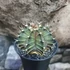 Kép 11/11 - Gymnocactus 'T-Rex Hybrid'