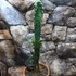 Kép 3/5 - Cereus peruvianus - Perui oszlopkaktusz