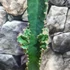Kép 2/5 - Cereus peruvianus - Perui oszlopkaktusz