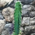 Kép 4/5 - Cereus peruvianus - Perui oszlopkaktusz