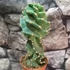 Kép 2/10 - Cereus jamacaru 'Spiralis'