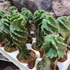 Kép 5/10 - Cereus jamacaru 'Spiralis'