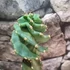 Kép 3/10 - Cereus jamacaru 'Spiralis'