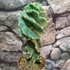 Kép 4/10 - Cereus jamacaru 'Spiralis'