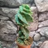 Kép 6/10 - Cereus jamacaru 'Spiralis'