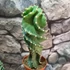 Kép 8/10 - Cereus jamacaru 'Spiralis'