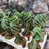 Kép 10/10 - Cereus jamacaru 'Spiralis'