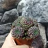 Kép 4/12 - Sulcorebutia rauschii 'violet'
