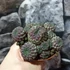 Kép 3/12 - Sulcorebutia rauschii 'violet'