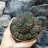 Kép 6/12 - Sulcorebutia rauschii 'violet'