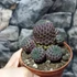 Kép 5/12 - Sulcorebutia rauschii 'violet'