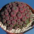 Kép 1/12 - Sulcorebutia rauschii 'violet'