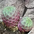 Kép 7/12 - Sulcorebutia rauschii 'violet'