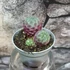 Kép 8/12 - Sulcorebutia rauschii 'violet'