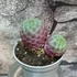 Kép 10/12 - Sulcorebutia rauschii 'violet'