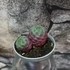 Kép 11/12 - Sulcorebutia rauschii 'violet'