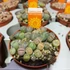 Kép 2/15 - Lithops - kavicskaktusz