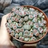 Kép 8/15 - Lithops - kavicskaktusz