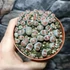 Kép 6/15 - Lithops - kavicskaktusz