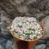 Kép 7/15 - Lithops - kavicskaktusz