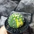 Kép 3/7 - Astrophytum asterias variegata