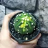 Kép 4/7 - Astrophytum asterias variegata