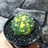 Kép 5/7 - Astrophytum asterias variegata