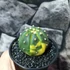 Kép 6/7 - Astrophytum asterias variegata