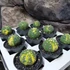 Kép 1/7 - Astrophytum asterias variegata