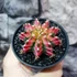Kép 2/9 - Gymnocalycium 'Multicolor'