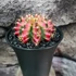 Kép 3/9 - Gymnocalycium 'Multicolor'