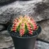 Kép 4/9 - Gymnocalycium 'Multicolor'