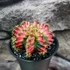 Kép 5/9 - Gymnocalycium 'Multicolor'