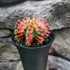 Kép 6/9 - Gymnocalycium 'Multicolor'