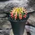 Kép 7/9 - Gymnocalycium 'Multicolor'