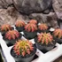 Kép 8/9 - Gymnocalycium 'Multicolor'