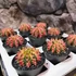 Kép 9/9 - Gymnocalycium 'Multicolor'