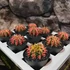 Kép 1/9 - Gymnocalycium 'Multicolor'