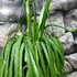 Kép 3/7 - Lepismium bolivianum - akasztós cserépben