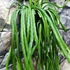 Kép 4/7 - Lepismium bolivianum - akasztós cserépben
