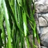 Kép 5/7 - Lepismium bolivianum - akasztós cserépben