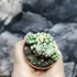 Kép 4/7 - Mammillaria gracilis cv. Arizona Snowcap
