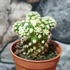Kép 2/7 - Mammillaria gracilis cv. Arizona Snowcap